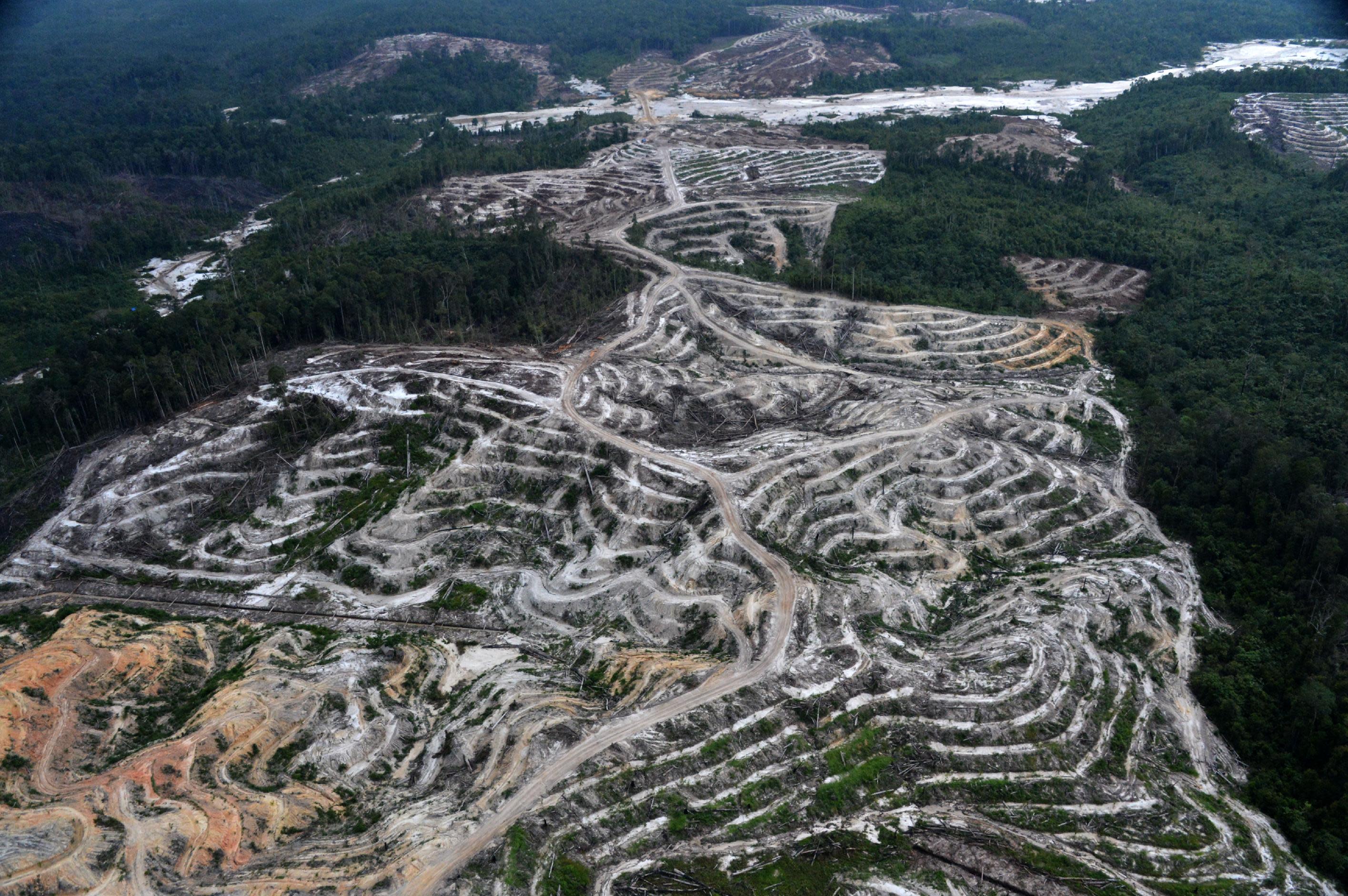 deforestation in indonesia case study