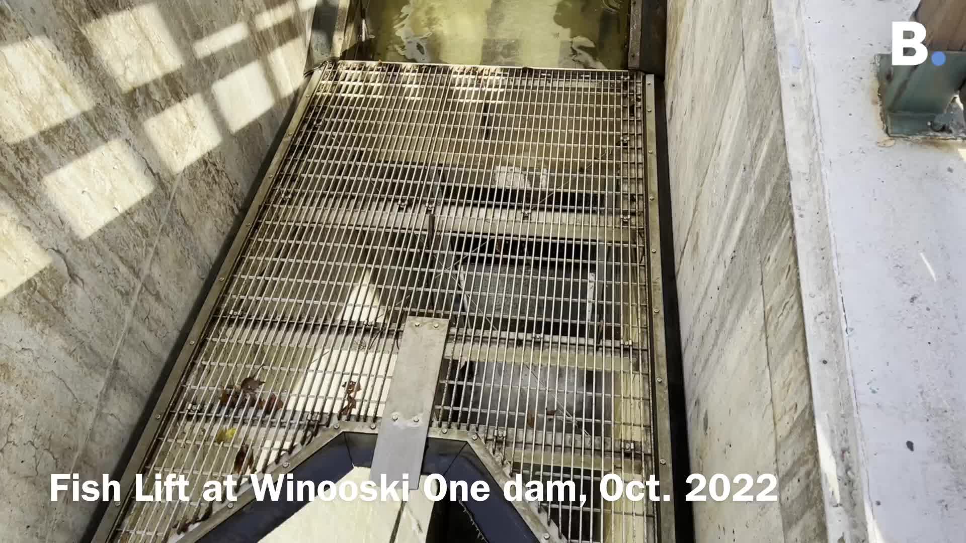 Watch how the fish lift at the Winooski One dam works - Yahoo Sports