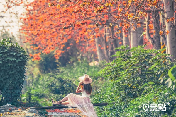 木棉花隧道花初綻 浪漫橘紅花海迎接最美花期