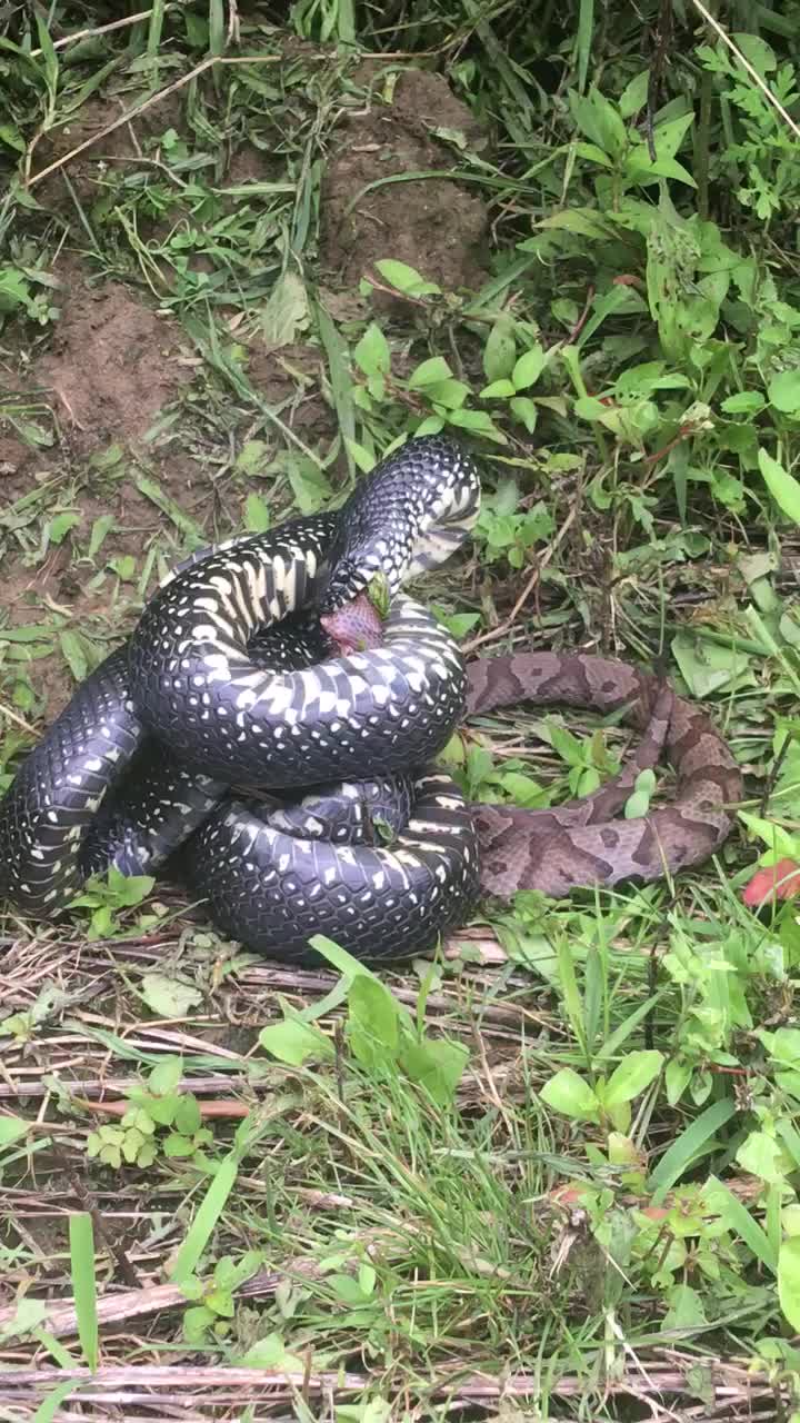 king snake eating copperhead