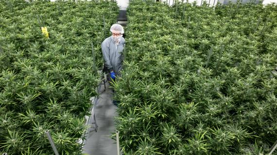 Aurora Cannabis to settle shareholder lawsuit over alleged 'sham' pot sales