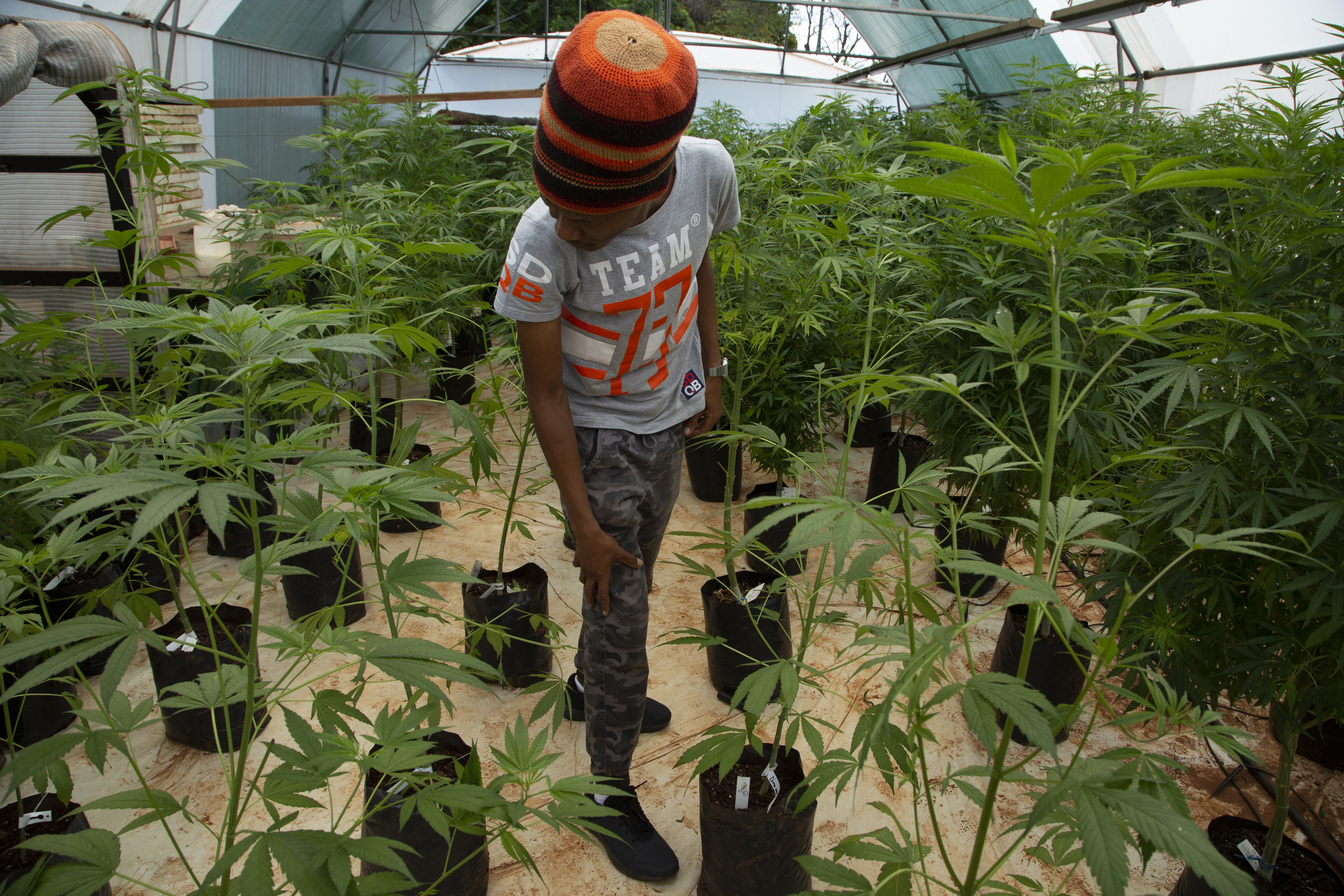 south-africa-s-black-farmers-fight-to-enter-marijuana-market