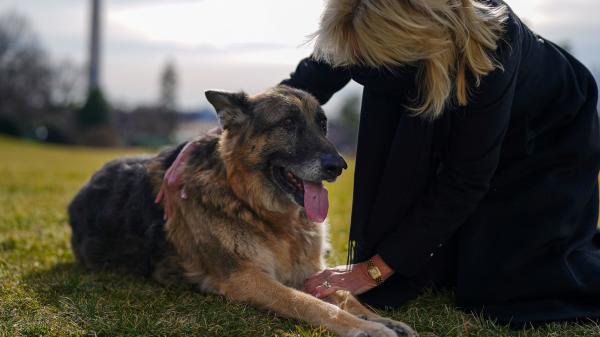 Biden's dog Champ has died, White House says