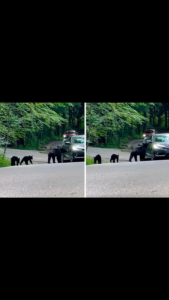 Mama Bear Crossing Road With Cubs