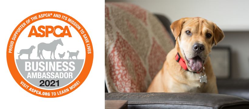 Uoni Robotic Vacuum Cleaner Maker Teams Up With The Aspca To Help Pet Parents