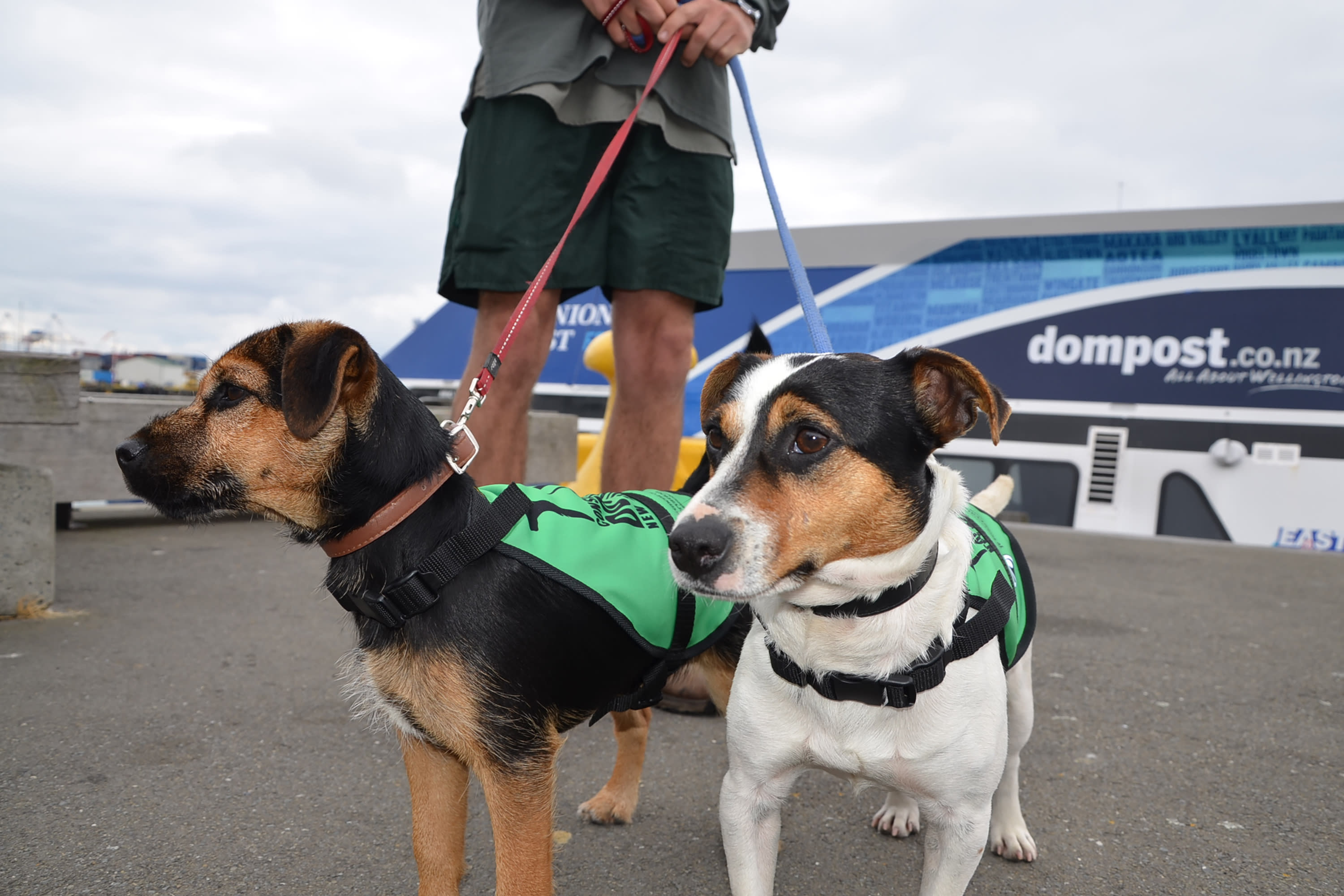 Dog spooked by sealion is rescued from remote Pacific island