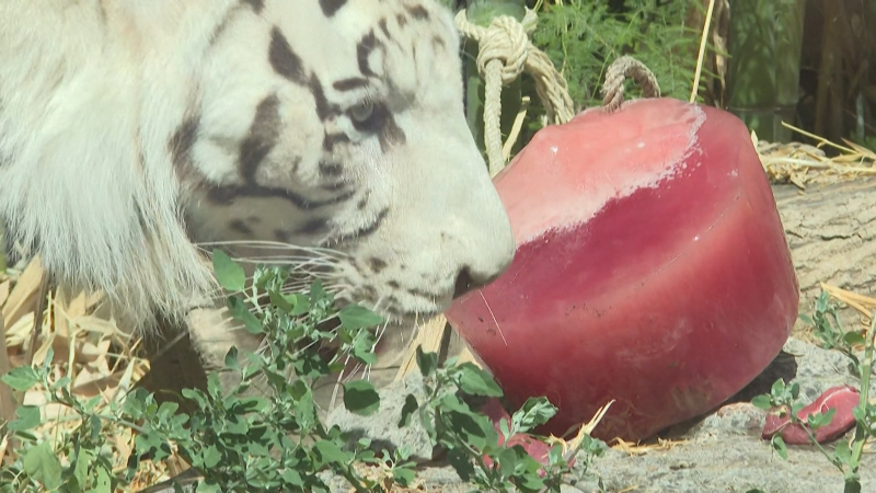 Zoo Animals Beat The Heat With Large Frozen Treats - CBS Chicago