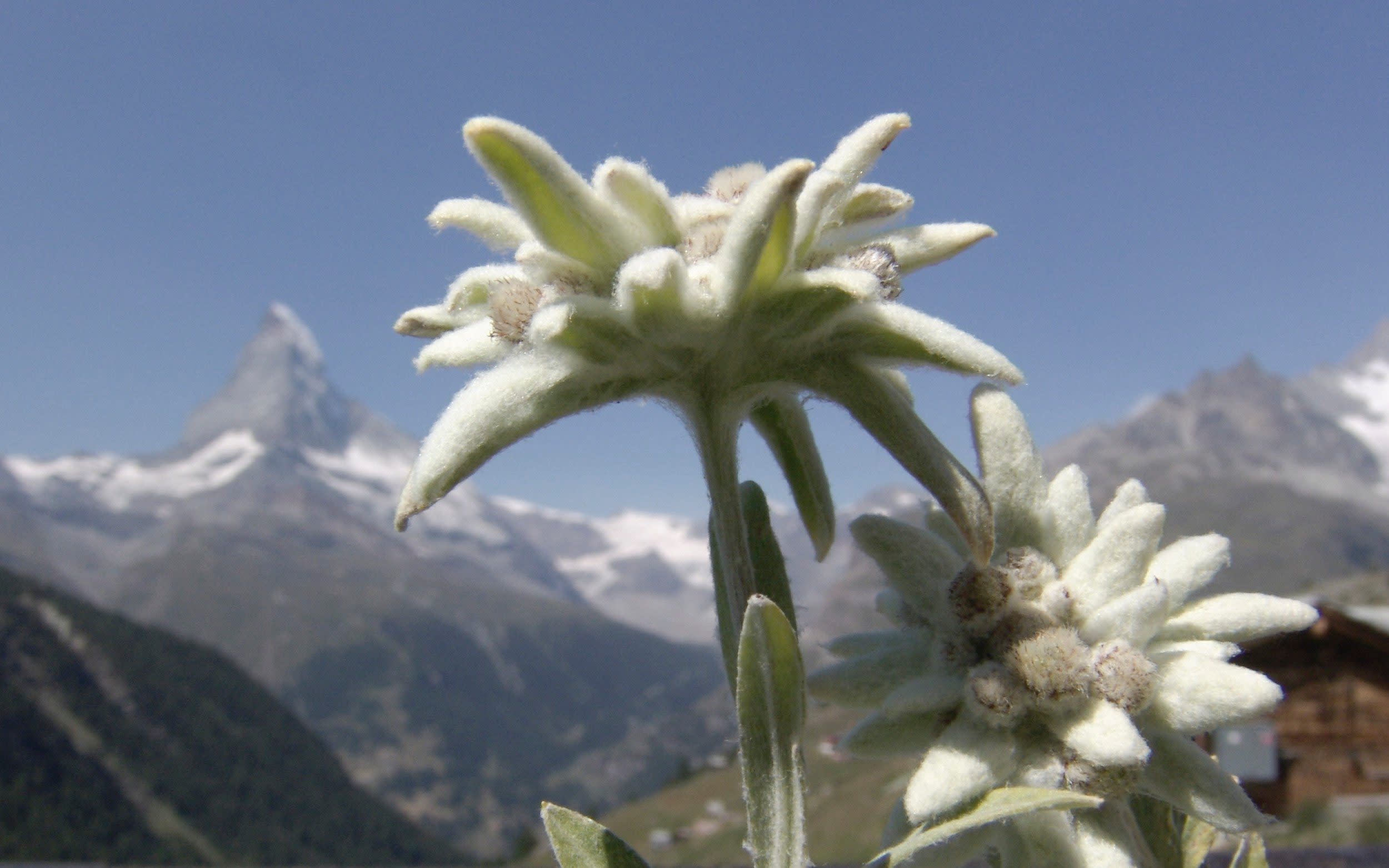 Tourists face restrictions to save the Alps’ famous edelweiss