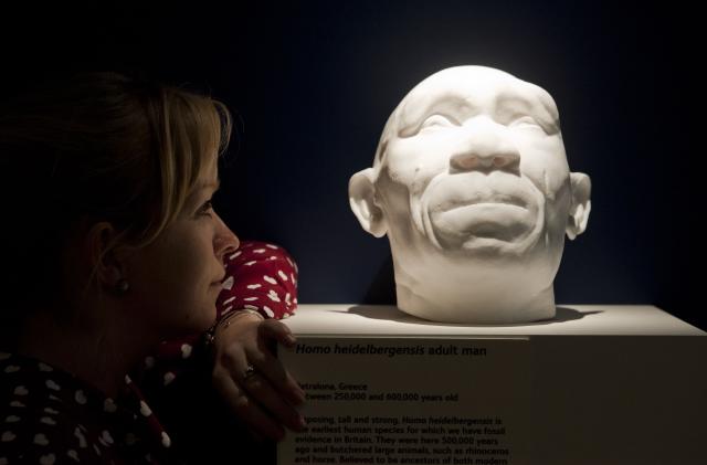 An employee of the Natural History Museum in London looks at casts of a Homo heidelbergensis male which existed in Britain 600,000 years ago, the casts are on display at the museums 'Britain: One Million Years of the Human Story' exhibition which opens on 13th February till 28th September 2014.   (Photo by Will Oliver/PA Images via Getty Images)