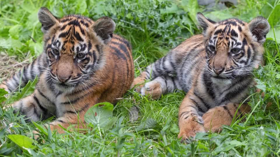 2-month-old tiger cubs at San Diego Zoo Safari Park get names