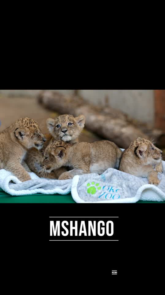 Help name the OKC Zoo lion cubs!