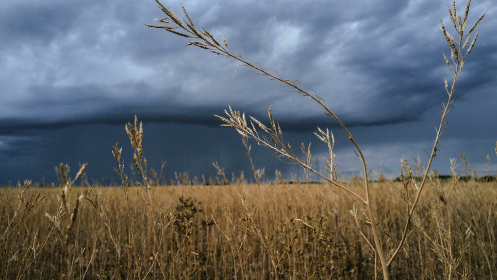 Les producteurs français de moutarde vont doubler leur production suite à l’effondrement du marché