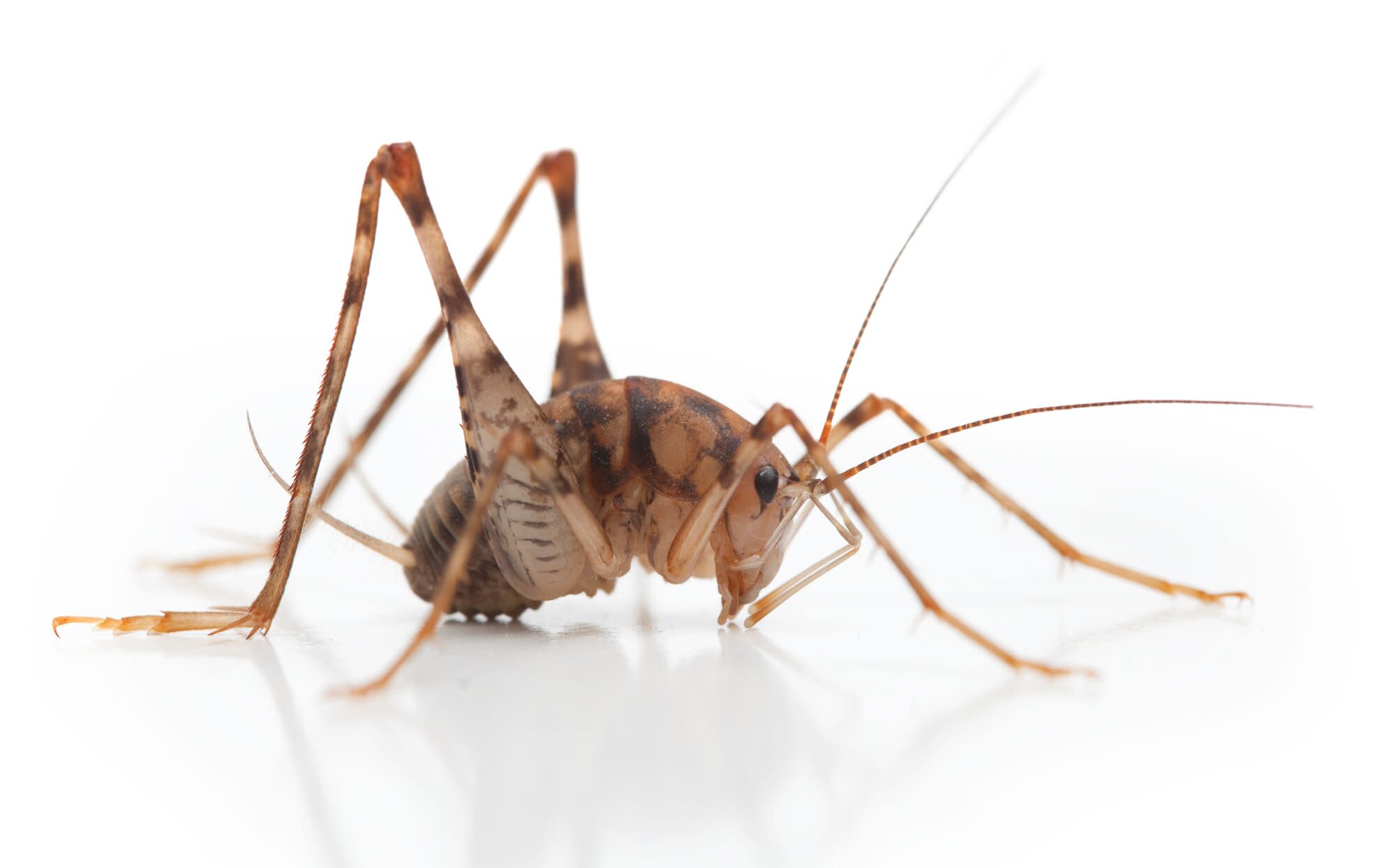 5 Things You Didn't Know About Spider Crickets (and How to ...