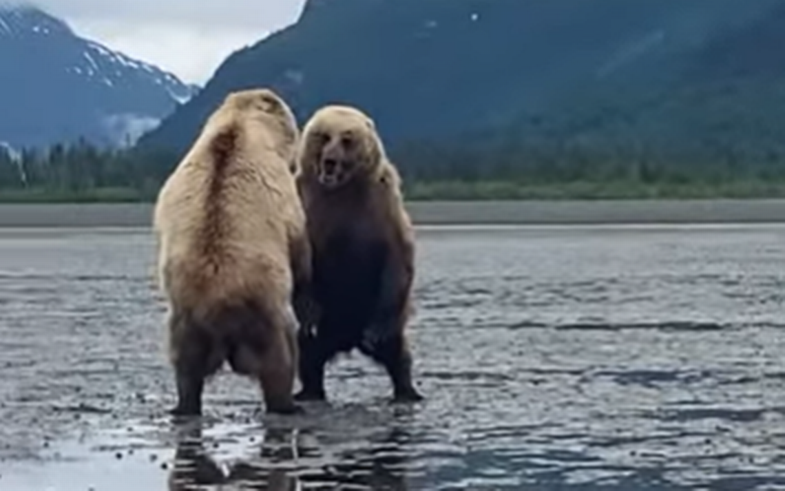 Hikers capture 'terrifying but awesome' video of two bears facing off in Alaska ..