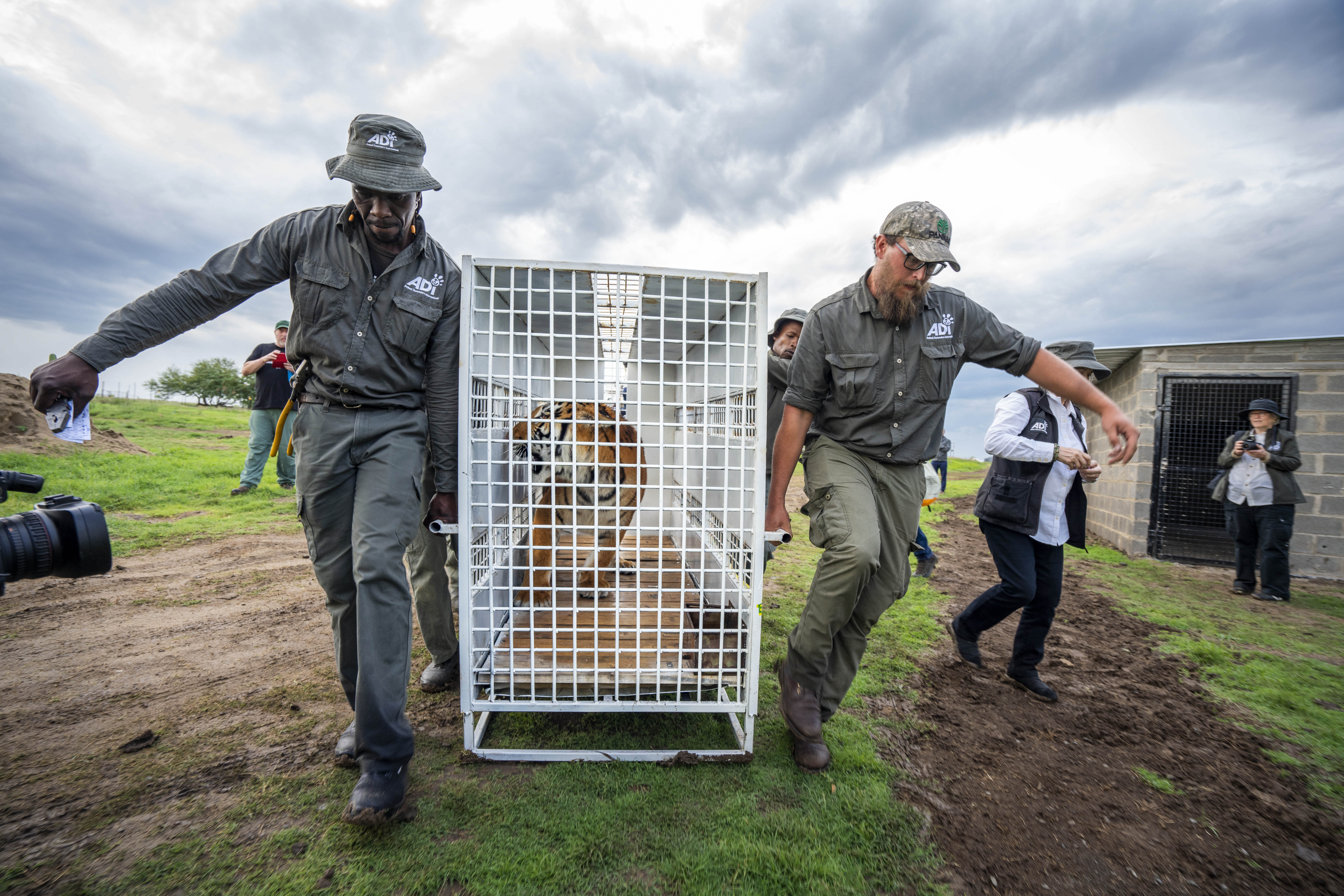 Stripes, one of 17 rescued tigers and lions from Guatemala circuses is released at the Animal Defenders International Wildlife Sanctuary in Winburg, South Africa, Tuesday Jan. 21, 2020. (AP Photo/Jerome Delay)