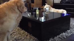 Golden Retriever Puppy Outsmarts Older Brother During Chase