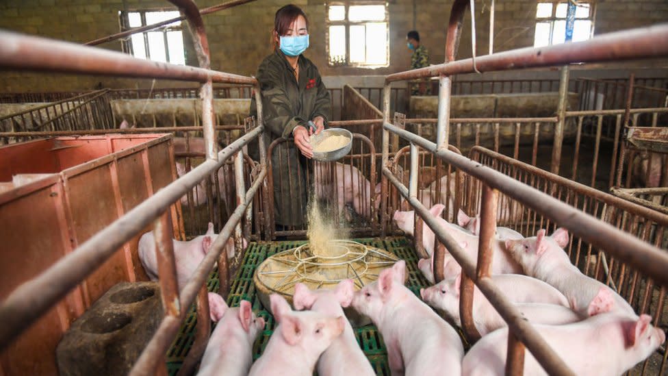 Huawei back to pig farming with drop in smartphone sales