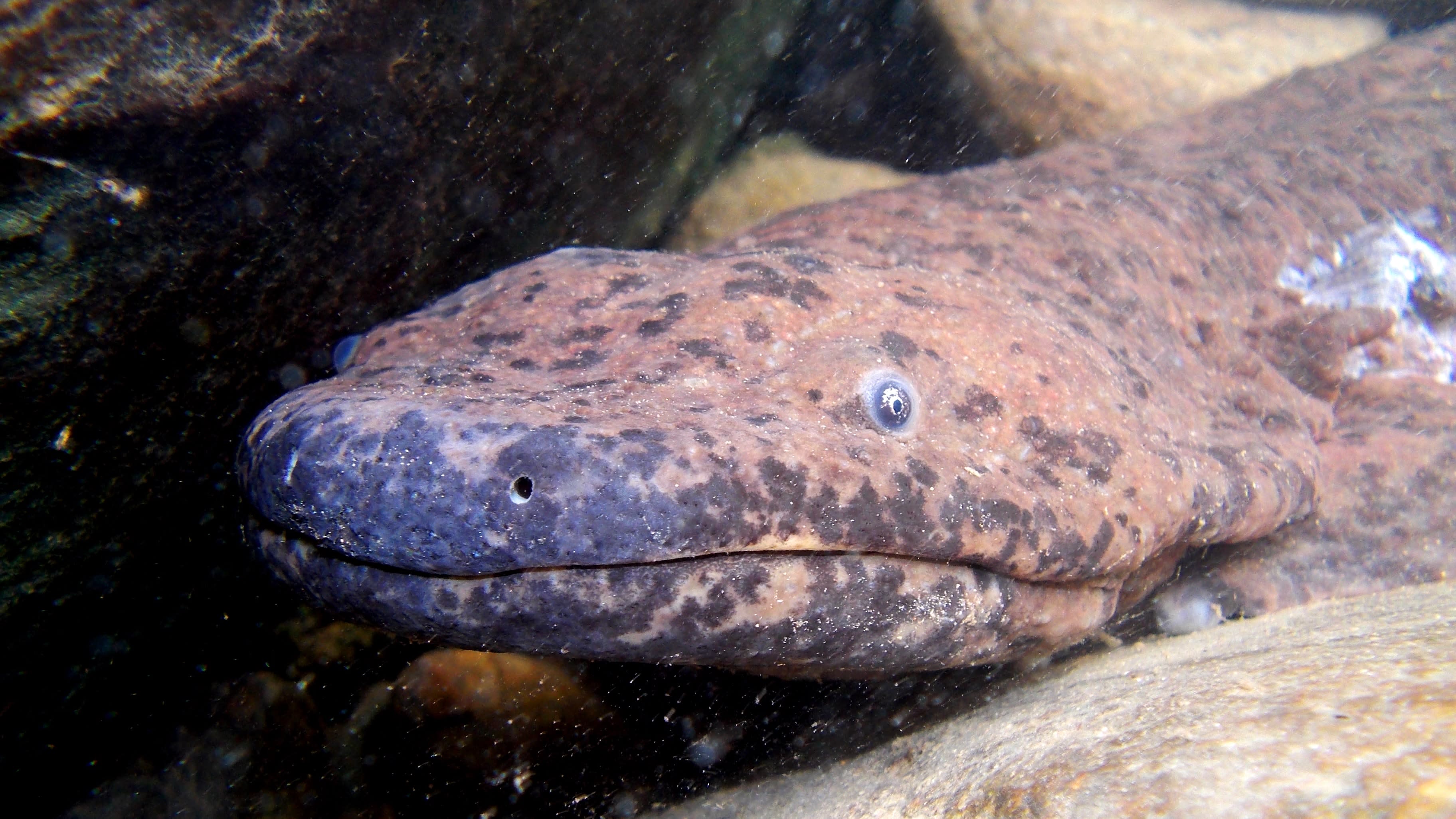 Newly discovered salamander thought to be world’s largest amphibian