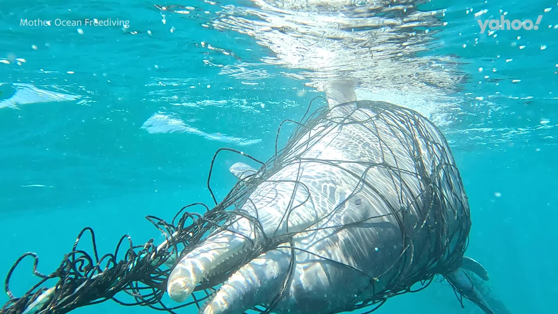Dolphin found dead in shark net off Bronte beach: 'Horrific
