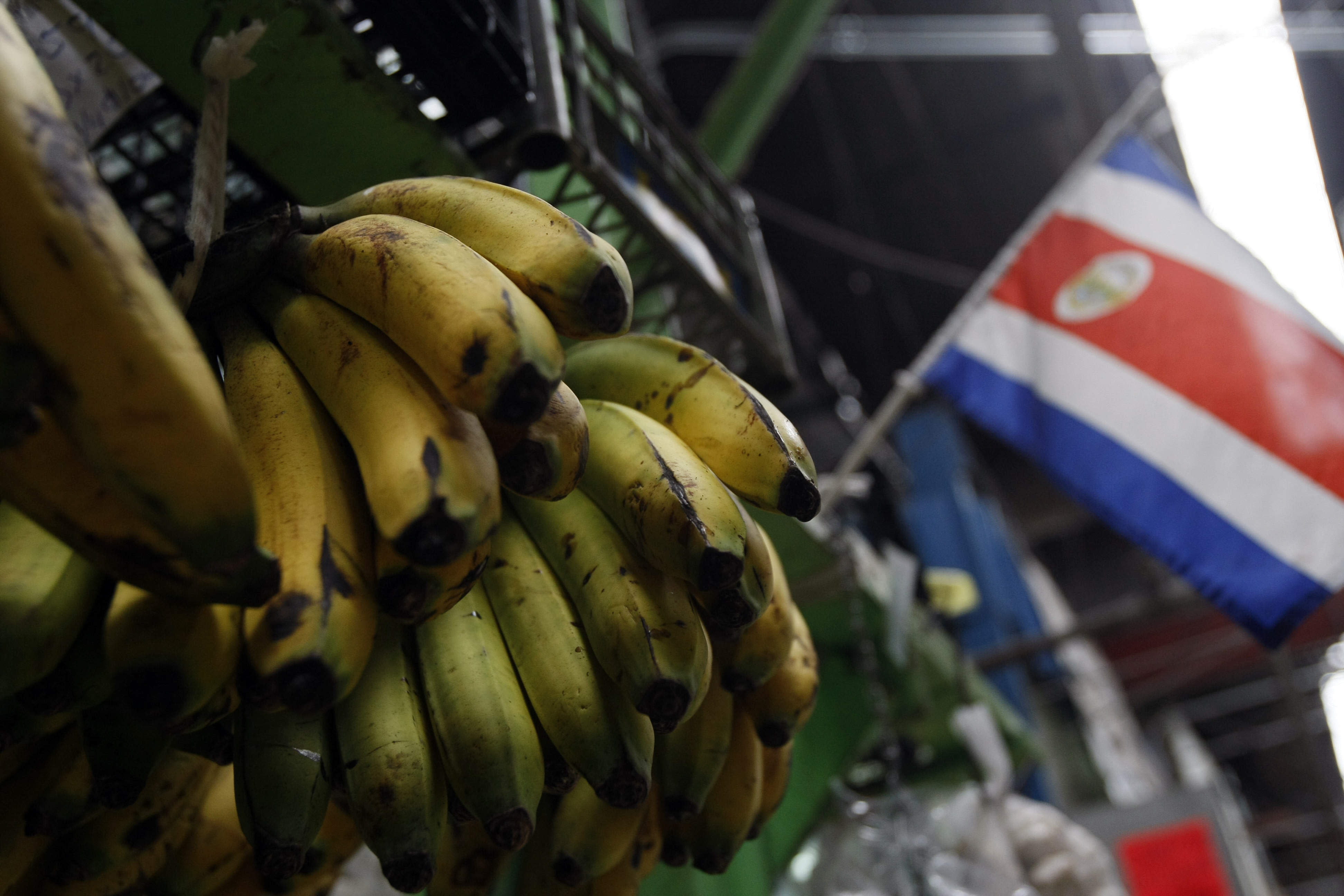 El Sector Bananero De Costa Rica Destaca Los Resultados Pese A Las