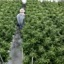 Aurora Cannabis to settle shareholder lawsuit over alleged 'sham' pot sales