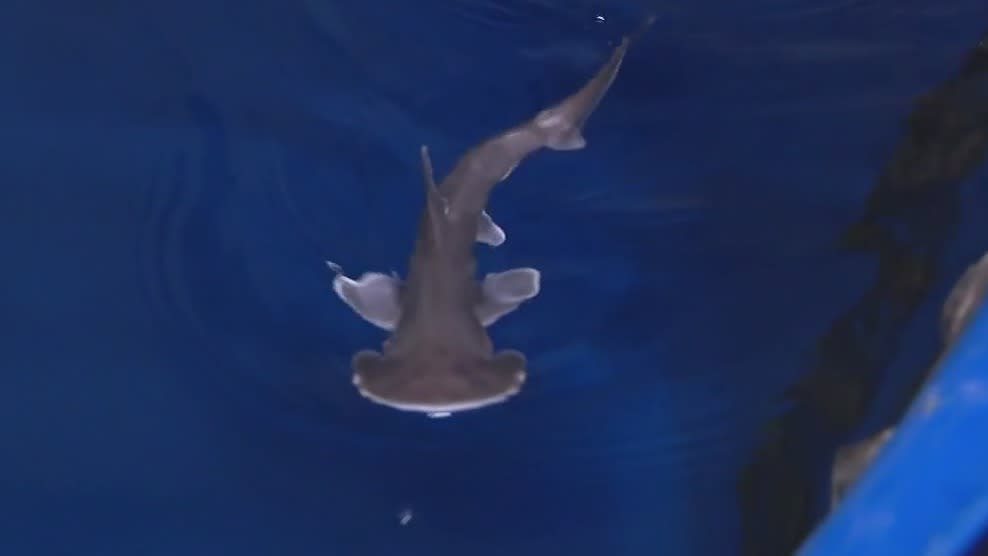 baby bonnethead shark