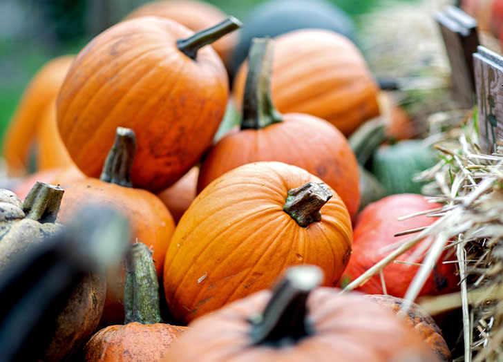 is-pumpkin-a-fruit-or-vegetable