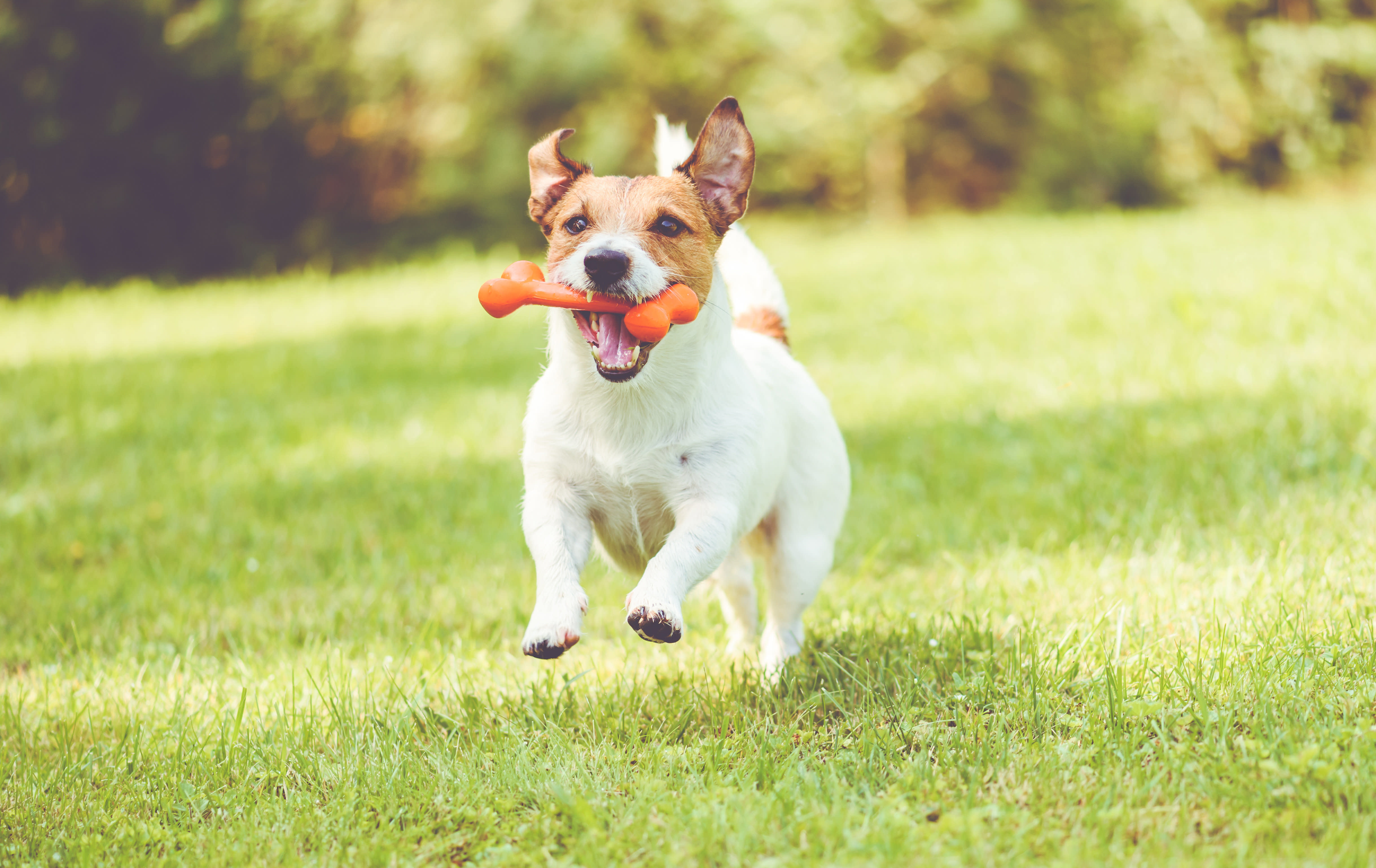 barkbox singapore