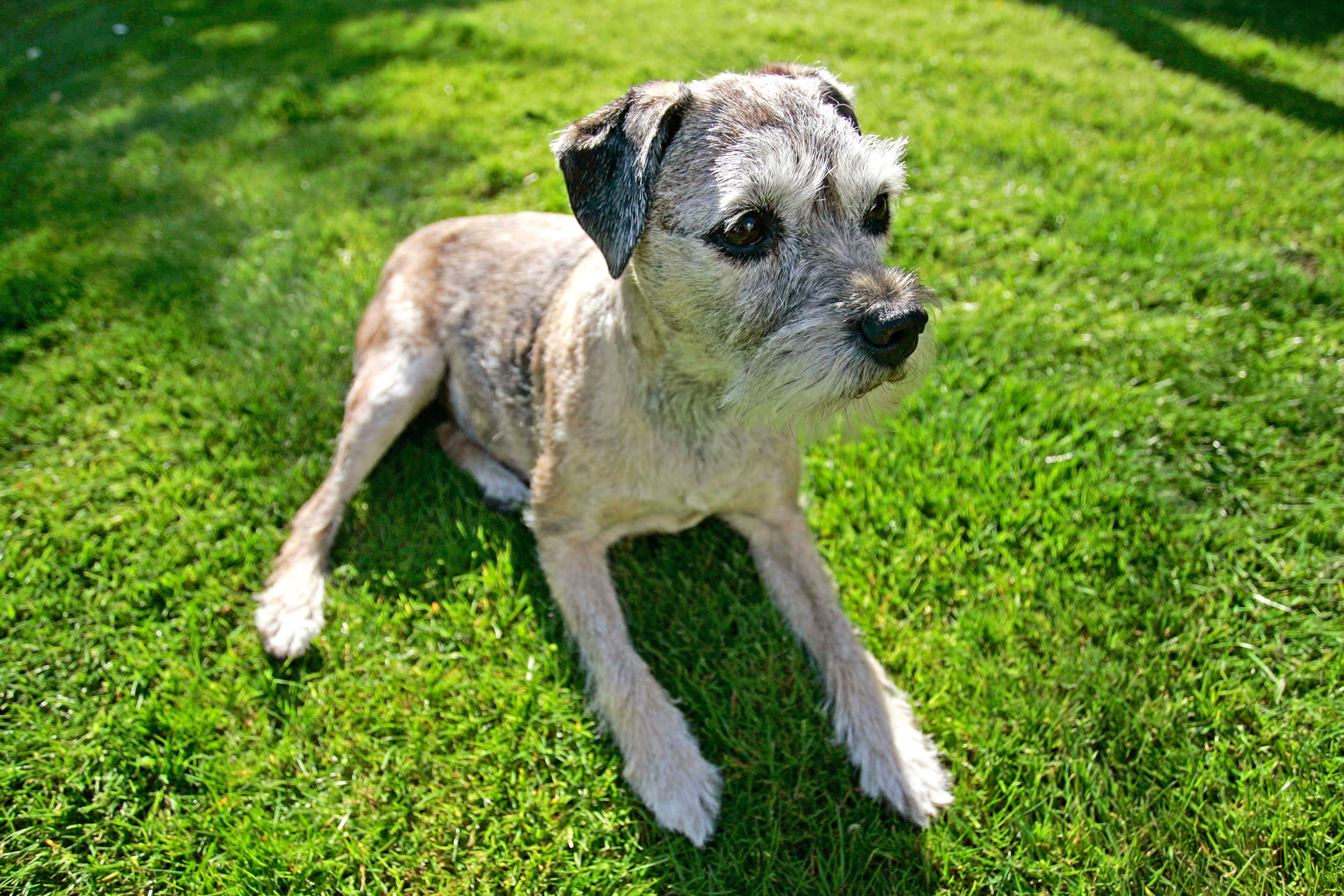 Senior Dogs Can Suffer from Dementia Just Like People Do; Find Out If