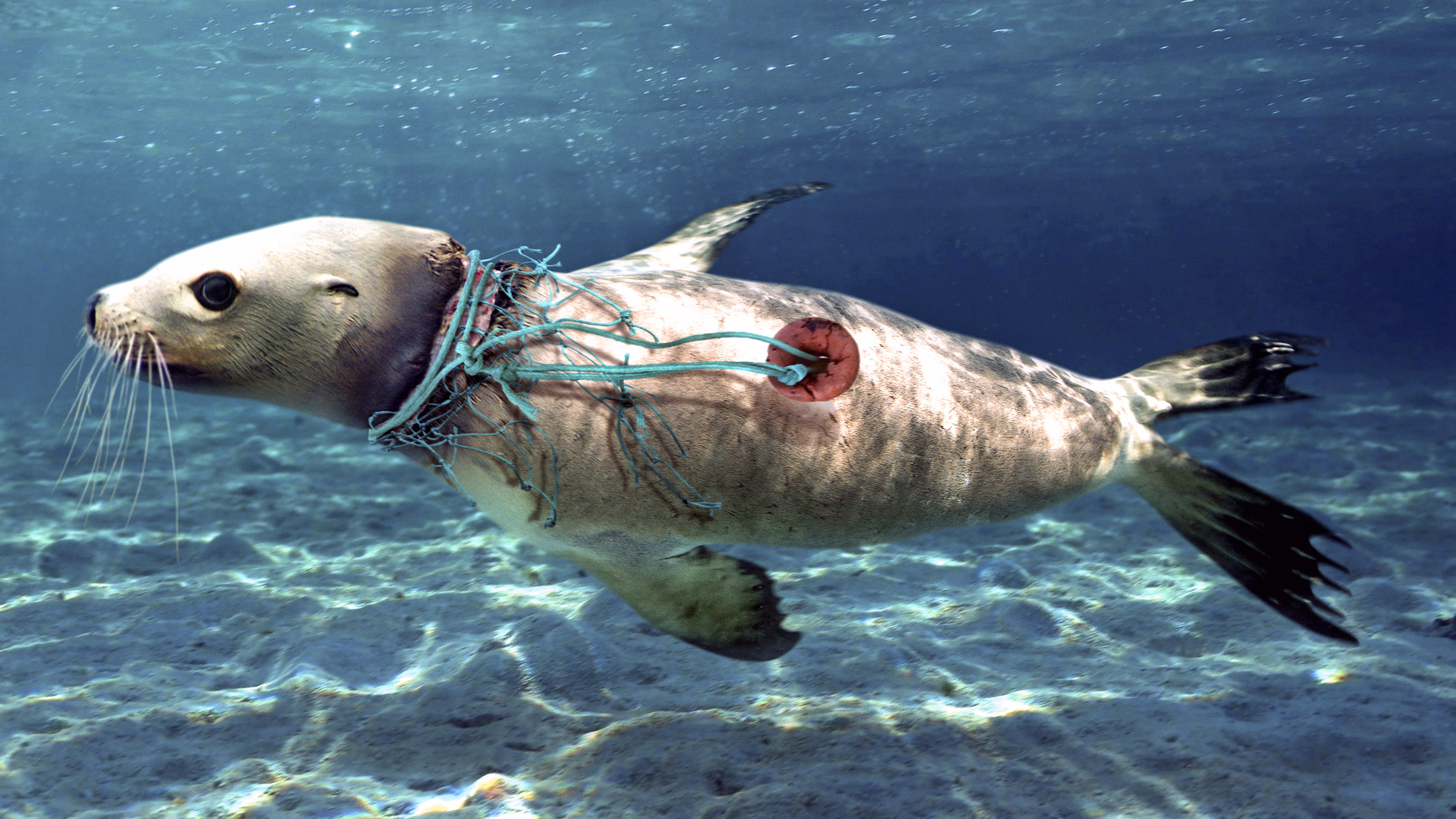 Ocean Pollution Reimagined In Photos By Paulo De Oliveira