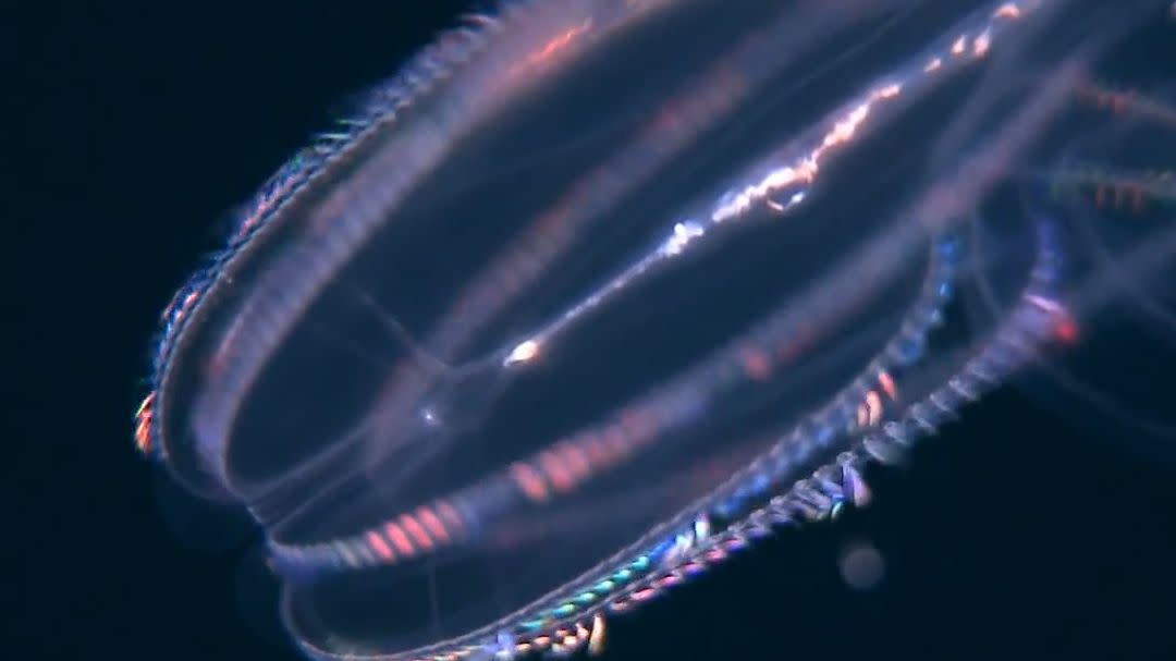 deep sea rainbow jellyfish