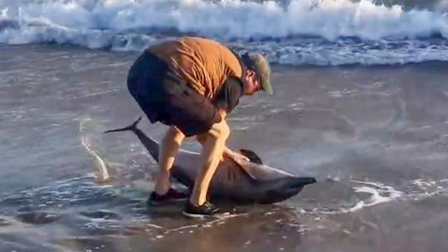 Herzergreifende Verwechslung Mann Eilt Ertrinkendem Zu Hilfe Und Rettet Baby Delfin