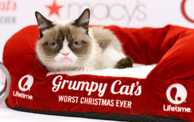 Grumpy Cat turns a genetic defect into a $100 million empire