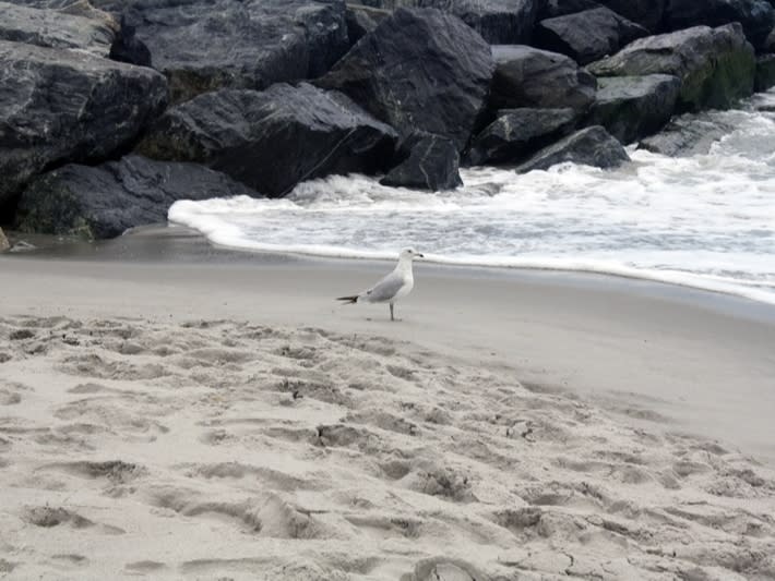 Westport Again Issues Warning About Possible Beach Closures