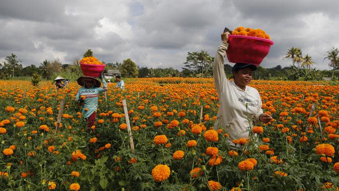 FOTO: Menengok Panen Bunga Marigold di Bali