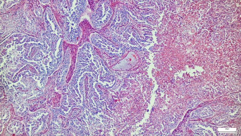 Education anatomy and phistopathology of Tongue under the microscopic in laboratory.