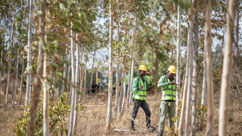 Apple Restore Fund helps back micro-forestry in Kenya