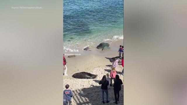 Beachgoers warned to keep distance from fighting sea lions