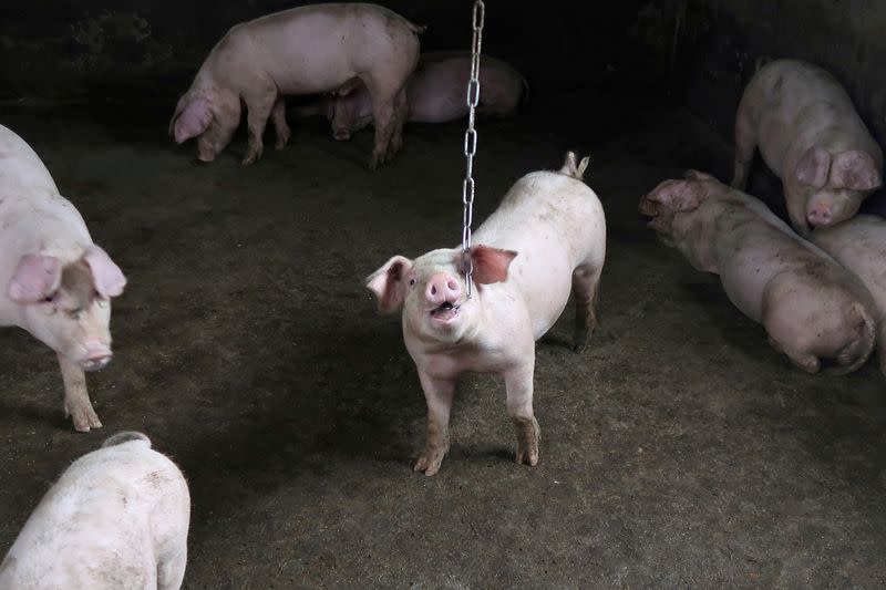 New strains of swine fever in China point to unlicensed vaccines