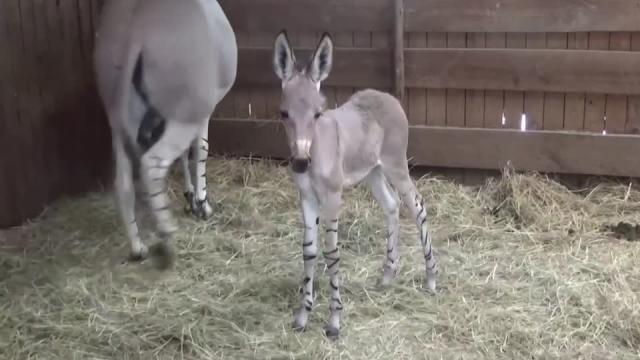 Birth Of African Wild Donkeys Brings Joy To Chile Zoo - brawl stars colt tirer delit coman l'avoir