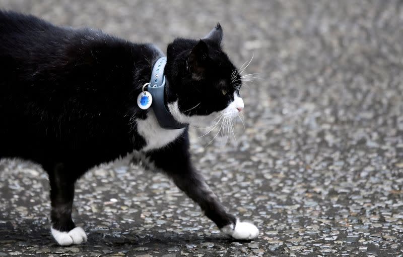 Paws for reflection: British Foreign Office cat heads for retirement