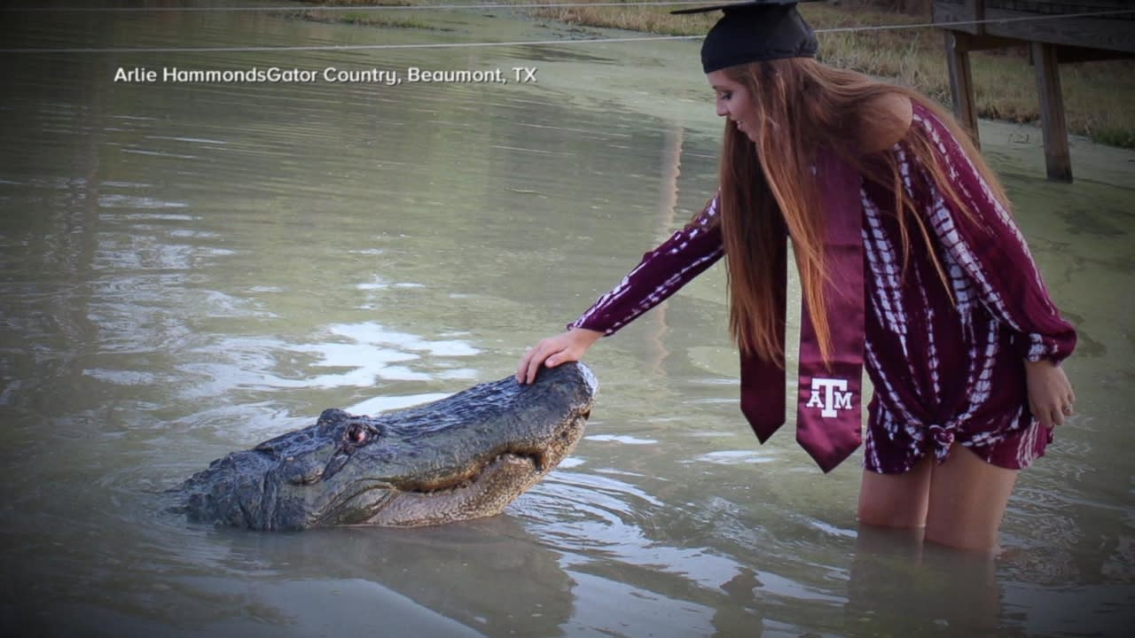 Texas A M Grad Has Jaw Dropping Photo Shoot With Alligator