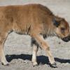 Yellowstone, soppresso piccolo bisonte messo in auto da turisti