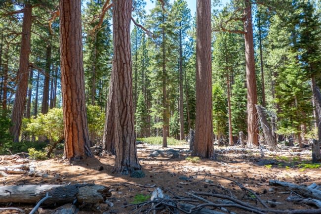 Cisco Foundation Grantee Uses Data To Fight Climate Change and Rebuild Healthy Forests - Yahoo Finance