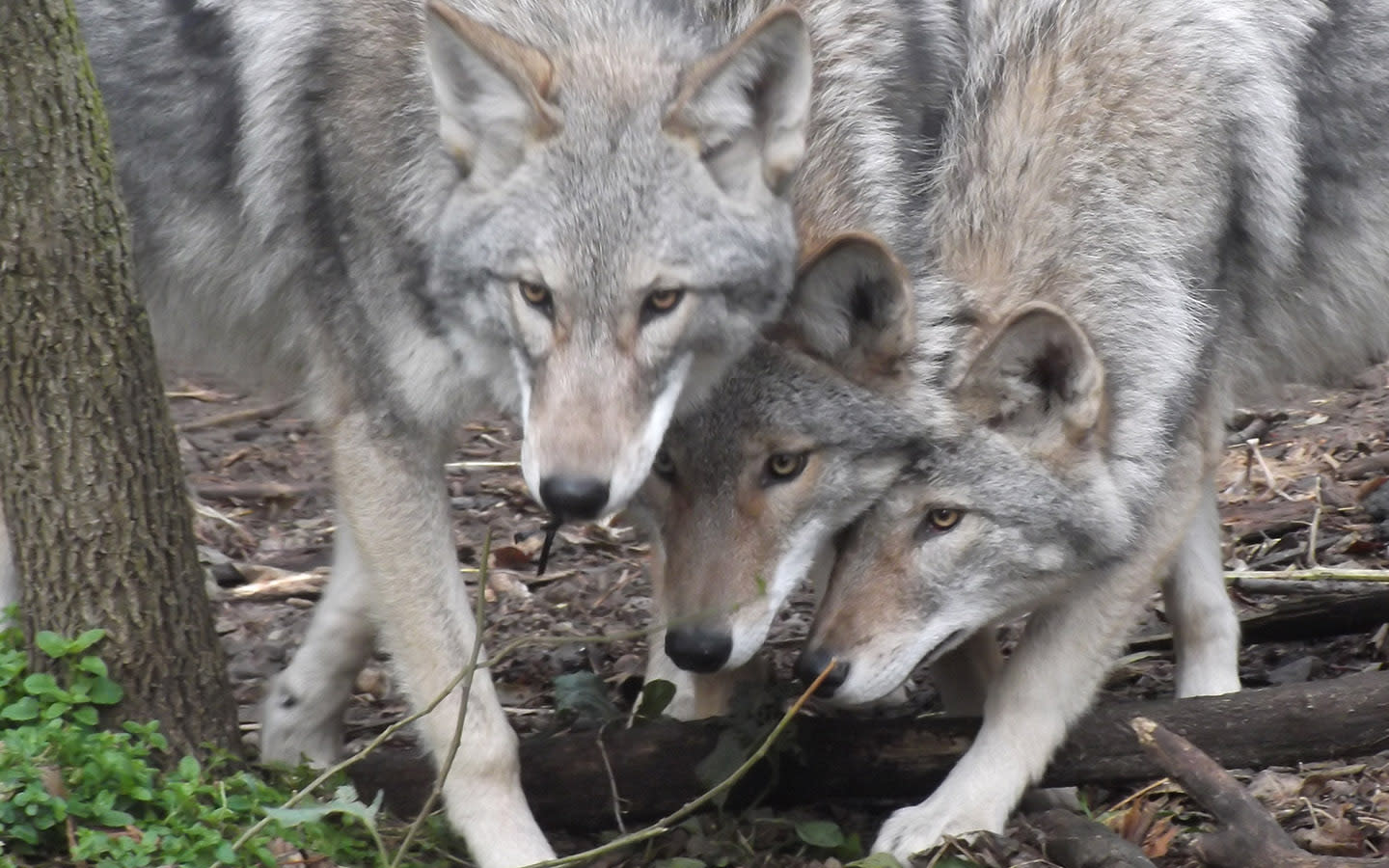 Part Coyote, Part Wolf, Part Dog: Enter the Coywolf