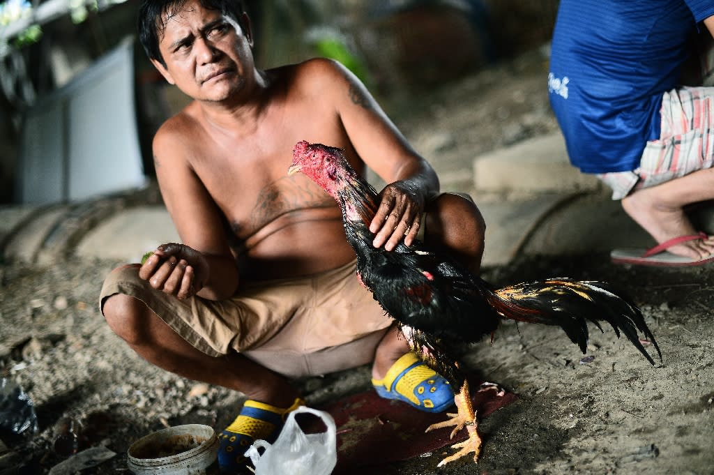 A man cleans his bird in between cock fights at a makeshift ring under a highway in central Bangkok (AFP Photo/Christophe Archambault)
