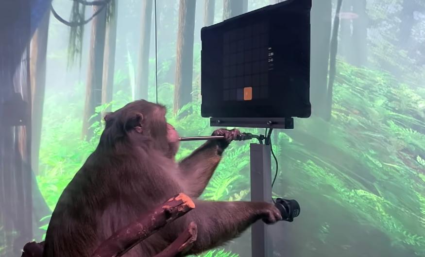 A monkey sits in front of a monitor and watches the screen as it blows into a small metal pipe as part of the Neuralink testing.