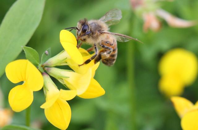 Honeybee pollinating a flower in Markham, Ontario, Canada, on September 02, 2022. (Photo by Creative Touch Imaging Ltd./NurPhoto via Getty Images)