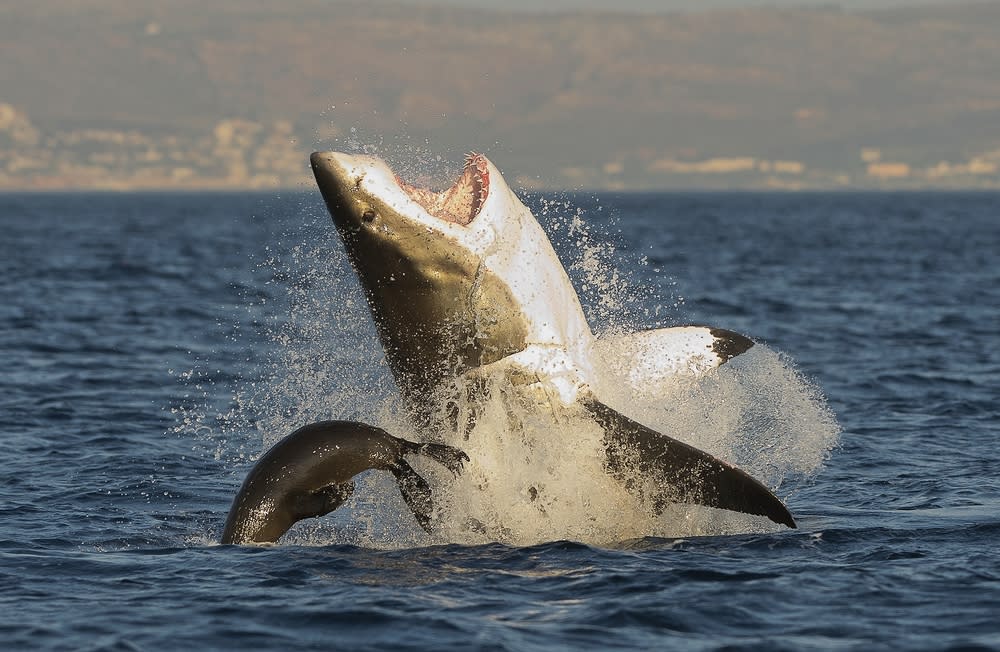 How to avoid a shark attack - Australian Geographic