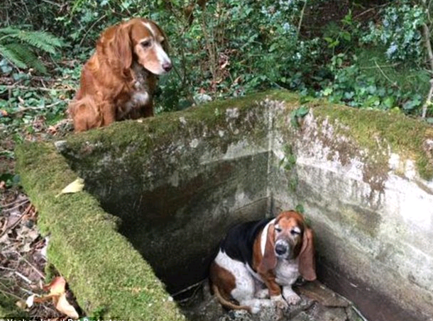 真感人 小狗跌入蓄水池犬友情義守護終脫險境 熱門 Yahoo奇摩行動版